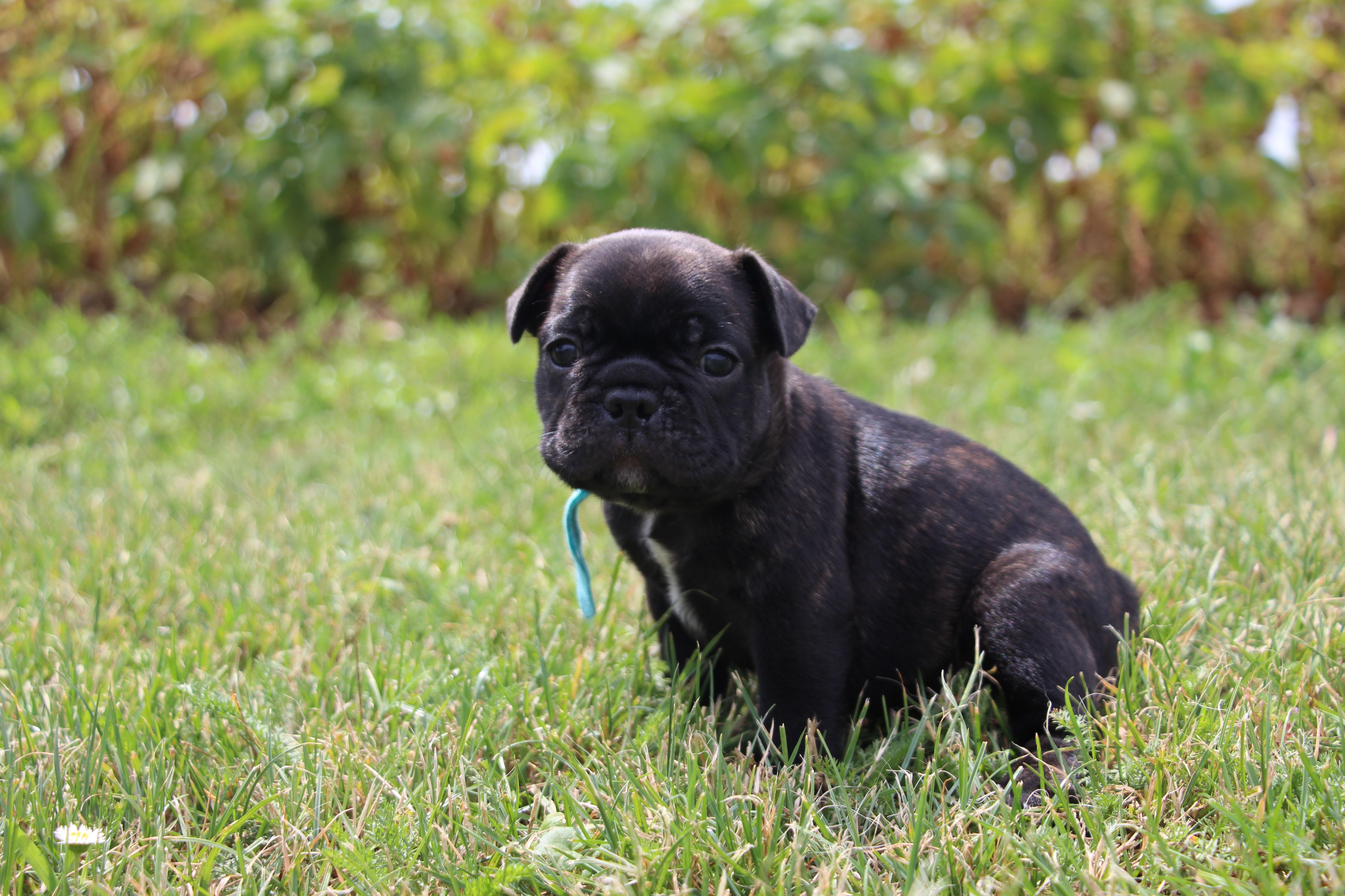 <svg class='blue'></svg> <b>Marrel</b> <svg class='blue'></svg>